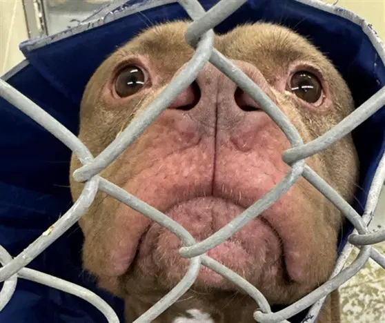 Meatball - Pit Bull Terrier