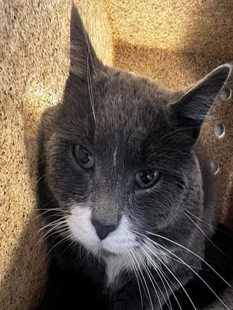 Cheesesteak - Domestic Medium Hair