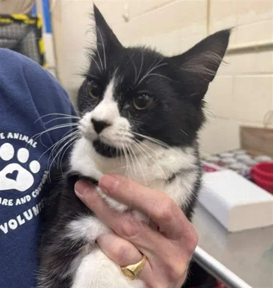 Patty Melt - Domestic Medium Hair