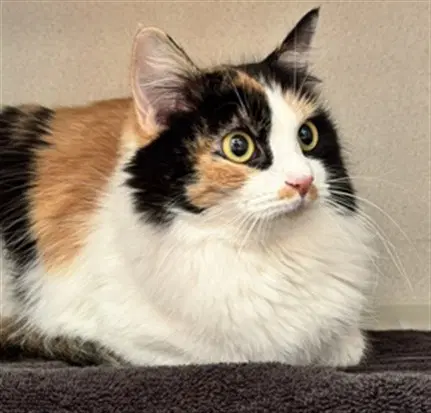 Bahn Mi - Domestic Medium Hair