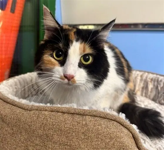 Bahn Mi - Domestic Medium Hair