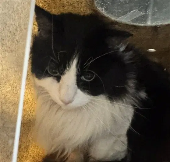 Luca - Domestic Long Hair