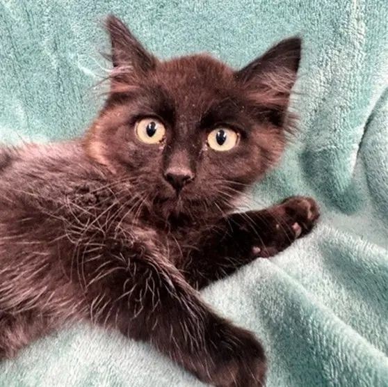 Cheesecake - Domestic Short Hair