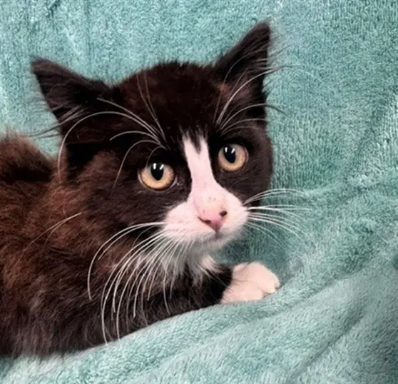 Tiramisu - Domestic Short Hair