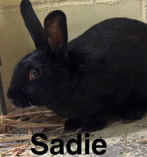 SADIE, a rabbit for adoption from Anchorage Animal Care and Control