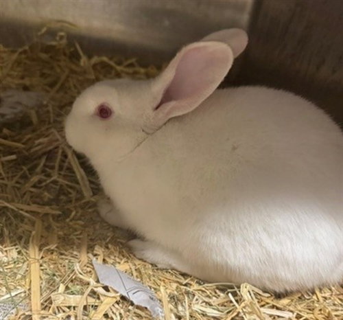 VENUS, a rabbit for adoption from Anchorage Animal Care and Control