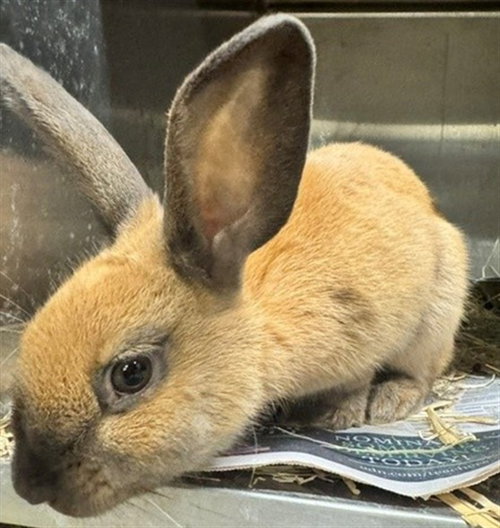 MERCURY, a rabbit for adoption from Anchorage Animal Care and Control