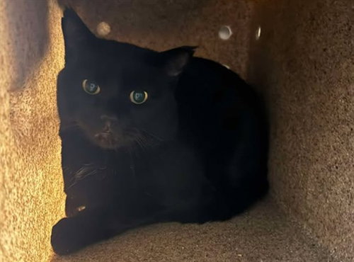 MACARONI, a cat for adoption from Anchorage Animal Care and Control