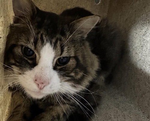 ORZO, a cat for adoption from Anchorage Animal Care and Control
