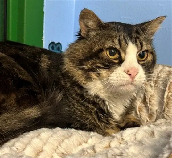 Orzo - Domestic Long Hair