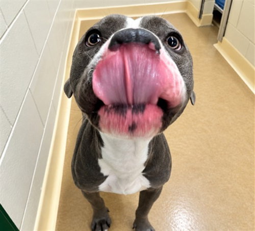 FERDINAND, a dog for adoption from Anchorage Animal Care and Control