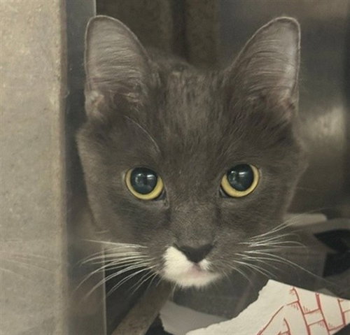 FRENCH DIP, a cat for adoption from Anchorage Animal Care and Control
