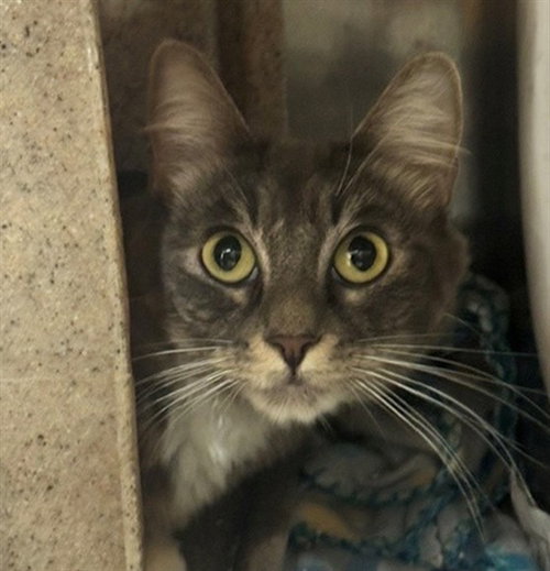 LOBSTER ROLL, a cat for adoption from Anchorage Animal Care and Control