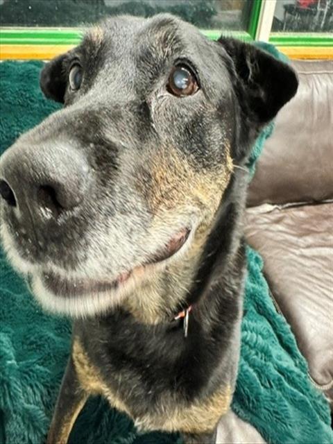 ECHO, a dog for adoption from Anchorage Animal Care and Control