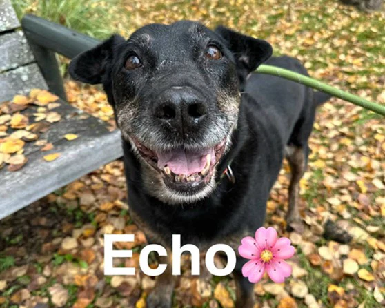 Echo