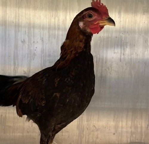 ALFRED, a poultry for adoption from Anchorage Animal Care and Control