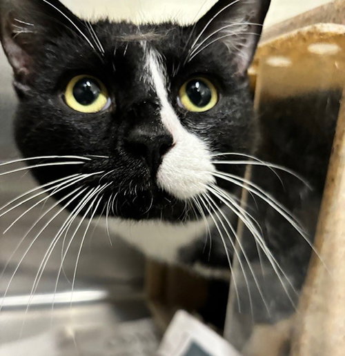 TIBBS, a cat for adoption from Anchorage Animal Care and Control