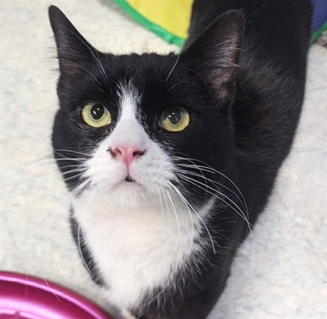 Brahms, Domestic Short Hair