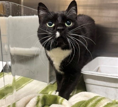 PRINCESS DONUT, a cat for adoption from Anchorage Animal Care and Control