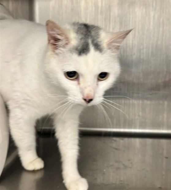 Cloud, Domestic Short Hair