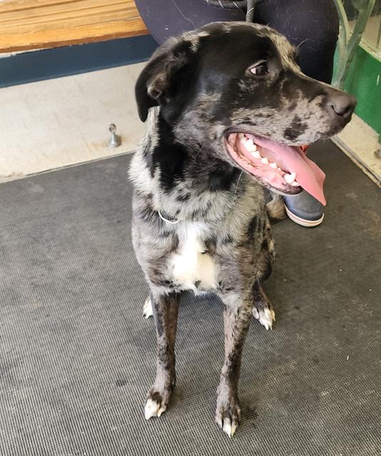 Luna, Catahoula Leopard Dog