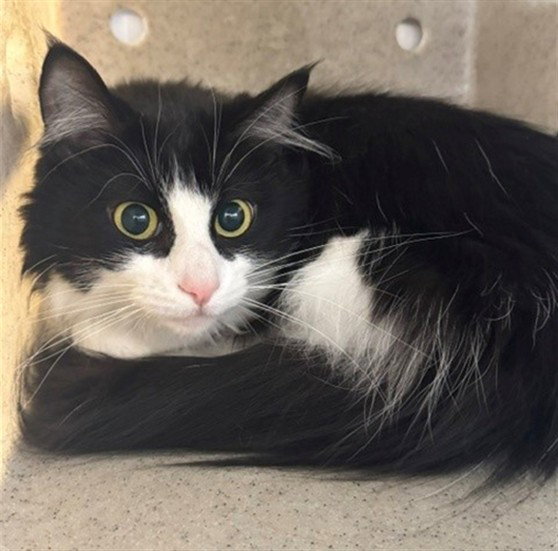 Moon, Domestic Long Hair