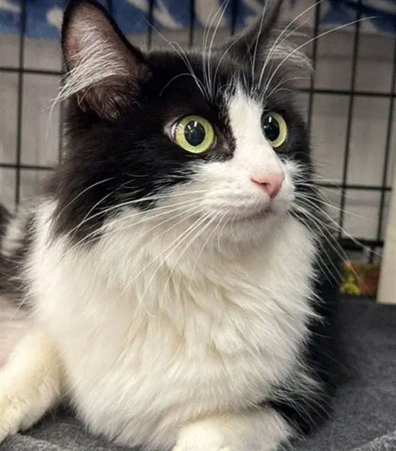 Moon - Domestic Long Hair