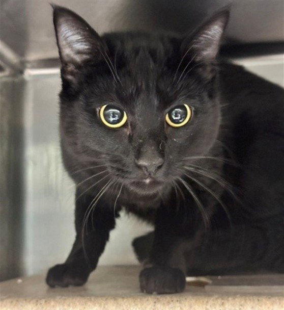Reuben, Domestic Short Hair
