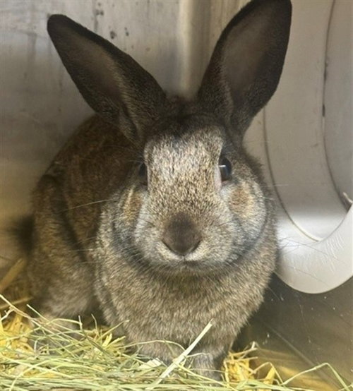 STEWIE, a rabbit for adoption from Anchorage Animal Care and Control