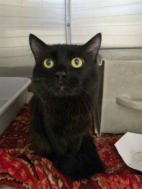 COSMIC BROWNIE, a cat for adoption from Anchorage Animal Care and Control