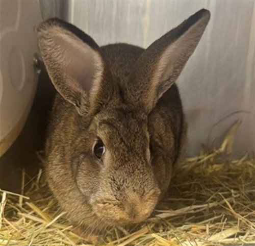 FRANKENSTEIN, a rabbit for adoption from Anchorage Animal Care and Control