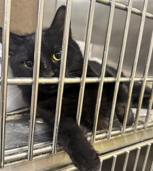 ANNABELLE, a cat for adoption from Anchorage Animal Care and Control