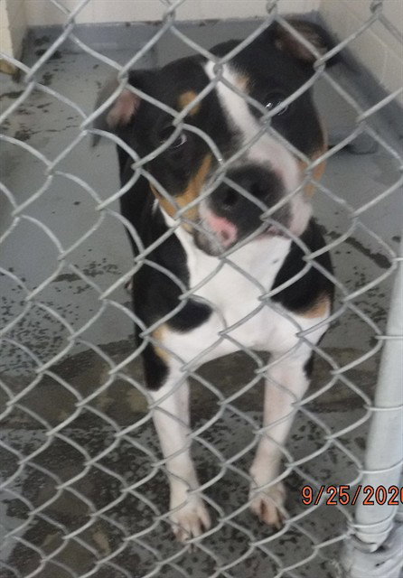 LOIS, a dog for adoption from Anchorage Animal Care and Control