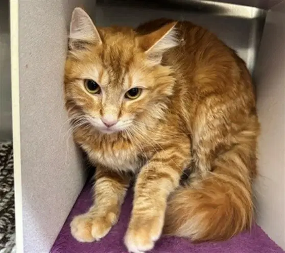 Maizy - Domestic Long Hair