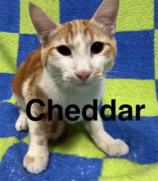 Cheddar - Domestic Short Hair