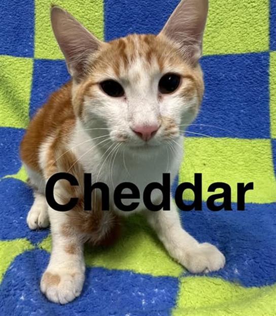 Cheddar