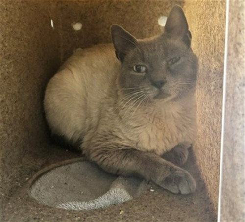BIBERTY, a cat for adoption from Anchorage Animal Care and Control