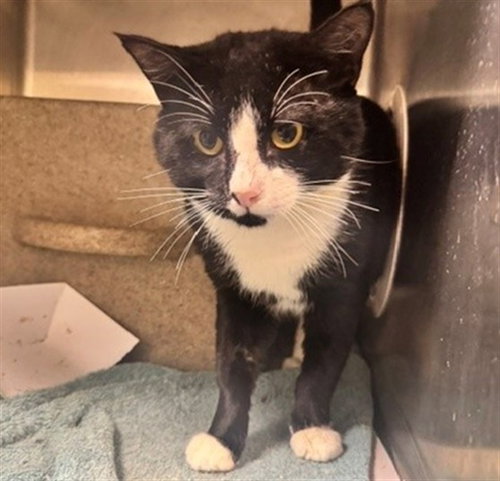 BOSS, a cat for adoption from Anchorage Animal Care and Control