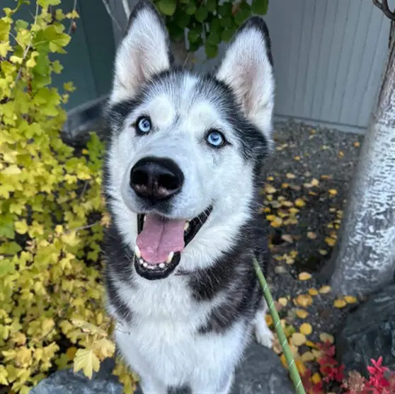 Buggy - Siberian Husky