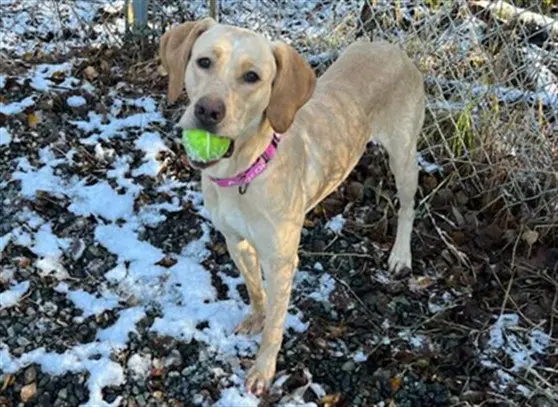 Princess Peaches - Catahoula Leopard Dog