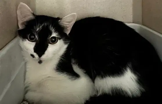 Arlene - Domestic Short Hair