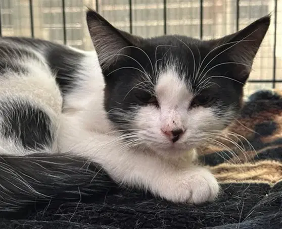 Josephine - Domestic Short Hair
