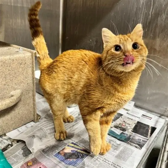 Garfield - Domestic Short Hair