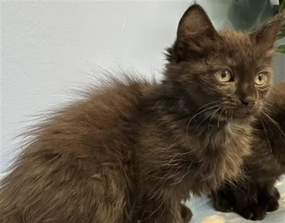 Sarah - Domestic Short Hair