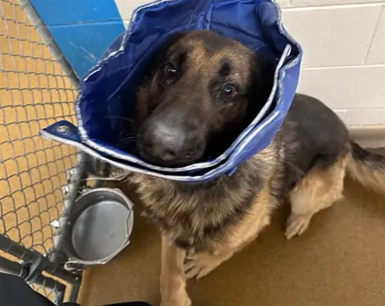 Koda - German Shepherd Dog