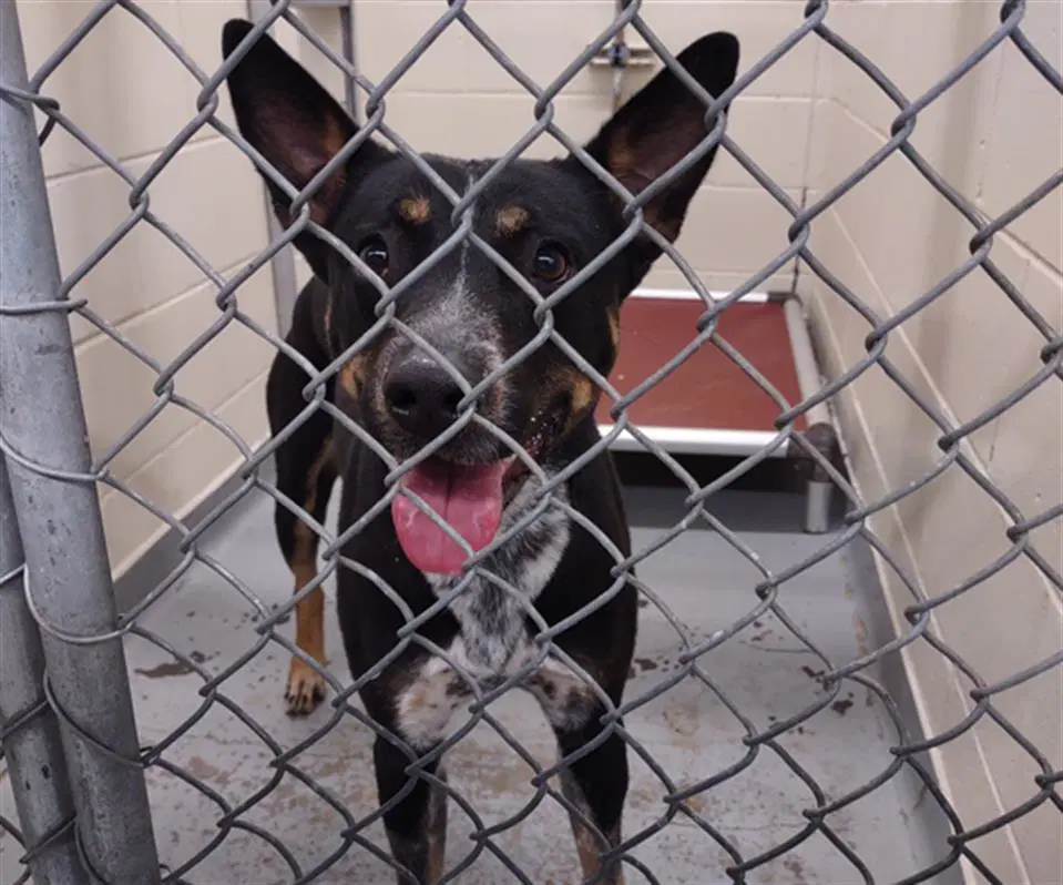 Tchalla - Australian Cattle Dog/Blue Heeler