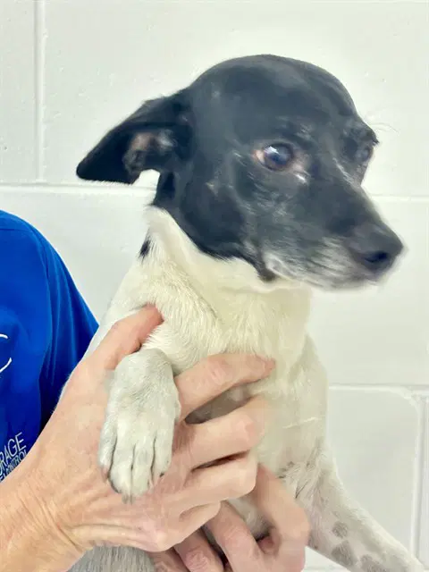 Dobby - Rat Terrier