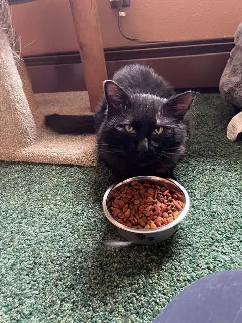 Cricket - Domestic Medium Hair