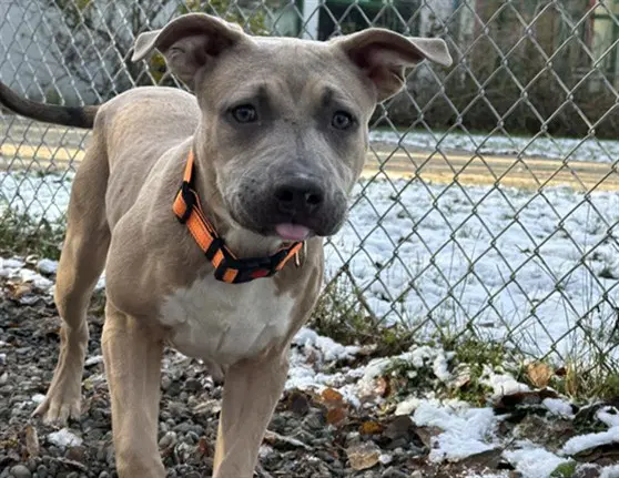 Monty - Pit Bull Terrier
