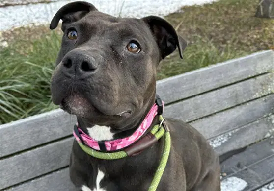 Jetta - Pit Bull Terrier
